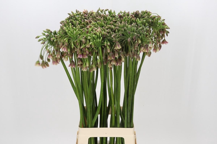 <h4>Allium Nectaroscordum Siculum</h4>