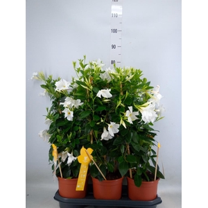Mandevilla sand. 'SumStar White'