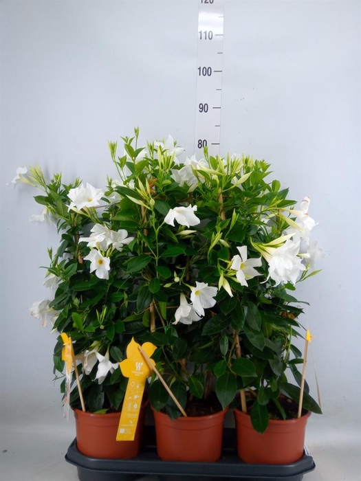 <h4>Mandevilla sand. 'SumStar White'</h4>