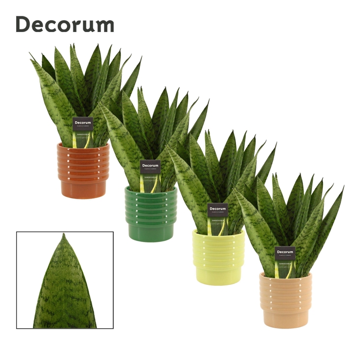 <h4>Sansevieria Zeylanica Fan 12 cm in Naemi (Natural bubble-collect</h4>