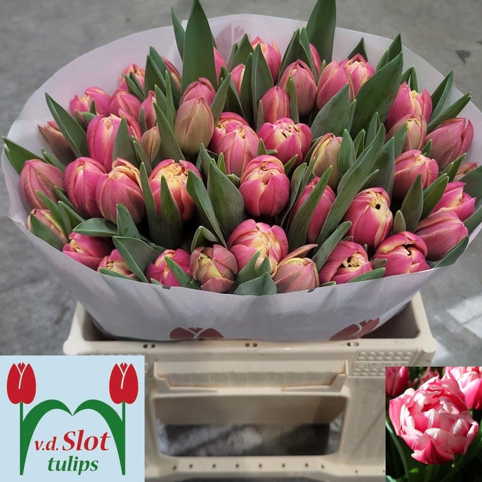 <h4>TU DU COLUMBUS</h4>