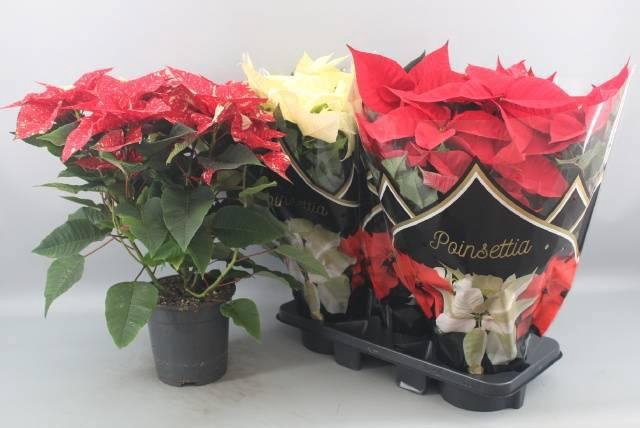 <h4>EUPHOR P MIXK</h4>