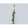 LISIANTHUS CHACONNE WHITE 070 CM MIN 500 GRAMAS BRANCO