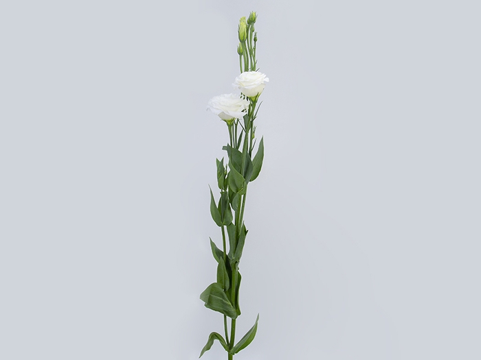 LISIANTHUS CHACONNE WHITE 070 CM MIN 500 GRAMAS BRANCO
