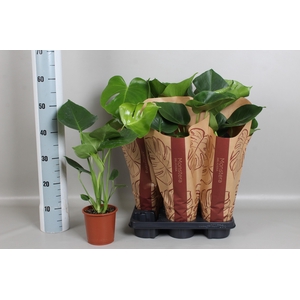 MONSTERA DELICIOSA