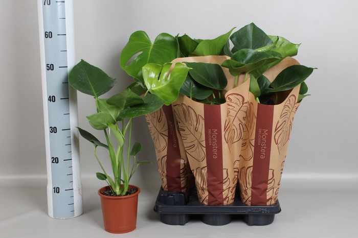 <h4>MONSTERA DELICIOSA</h4>