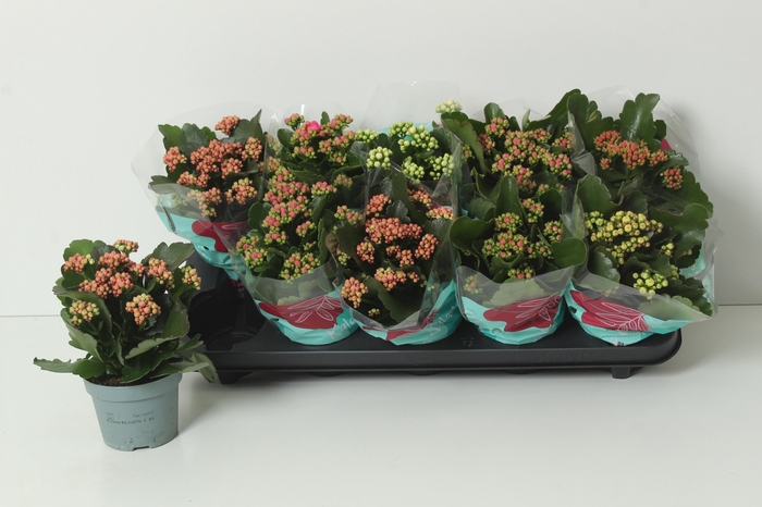 <h4>KAL GE PERF GEM 5 KL</h4>