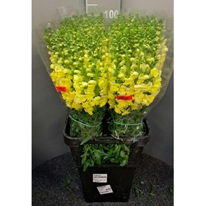 Antir Antibes Yellow