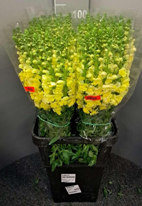 <h4>Antir Antibes Yellow</h4>