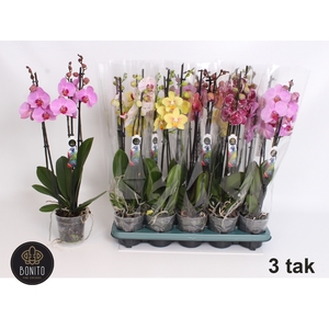 PHAL GEM 5 KL