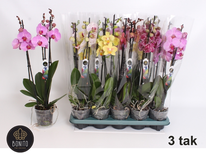 <h4>PHAL GEM 5 KL</h4>