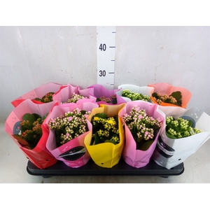 Kalanchoe blos.   ..rosebud rs fl 5