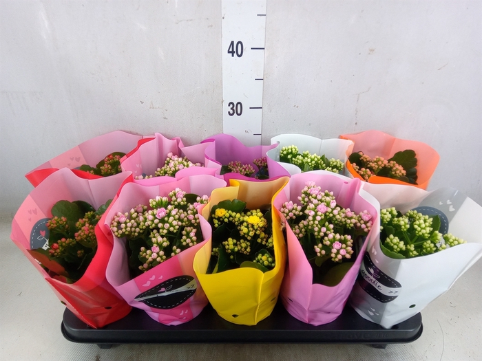 <h4>Kalanchoe blos.   ..rosebud rs fl 5</h4>