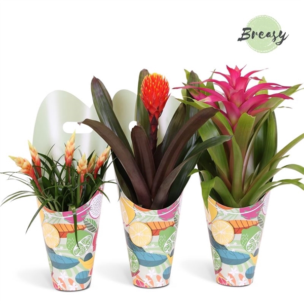 <h4>Bromelia Royal Happy - 12cm in Gift | Mimesis</h4>