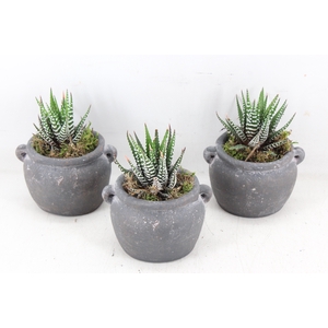 arr3 SN - Kruik haworthia kl. x6
