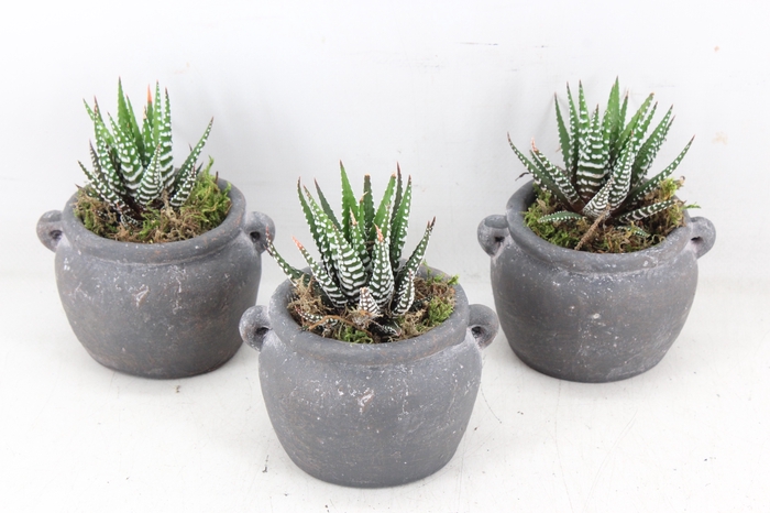 <h4>arr3 SN - Kruik haworthia kl. x6</h4>
