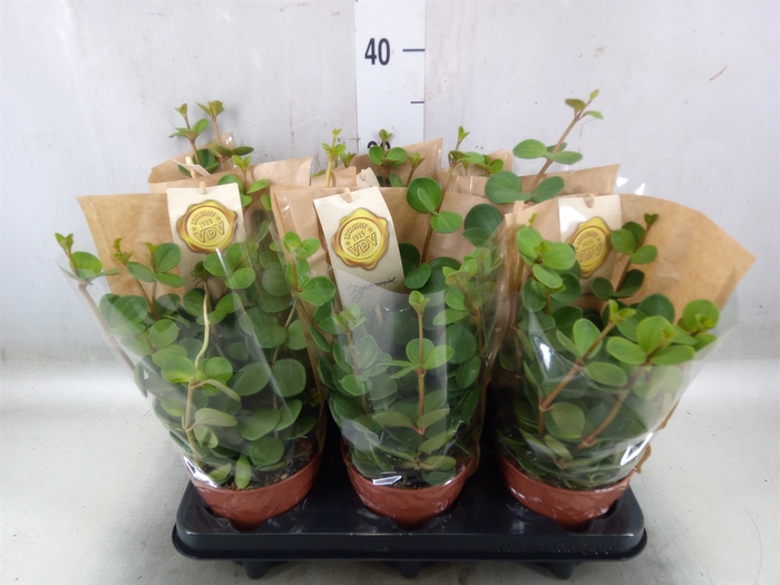 <h4>Peperomia tetraphylla 'Hope'</h4>