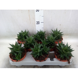 Haworthia limifolia