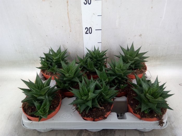 <h4>Haworthia limifolia</h4>