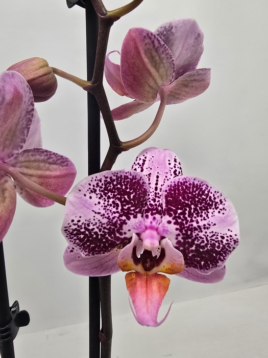 <h4>Limited 42 week 18</h4>