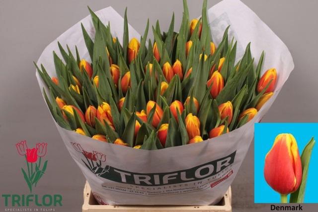 <h4>TU EN DENMARK</h4>