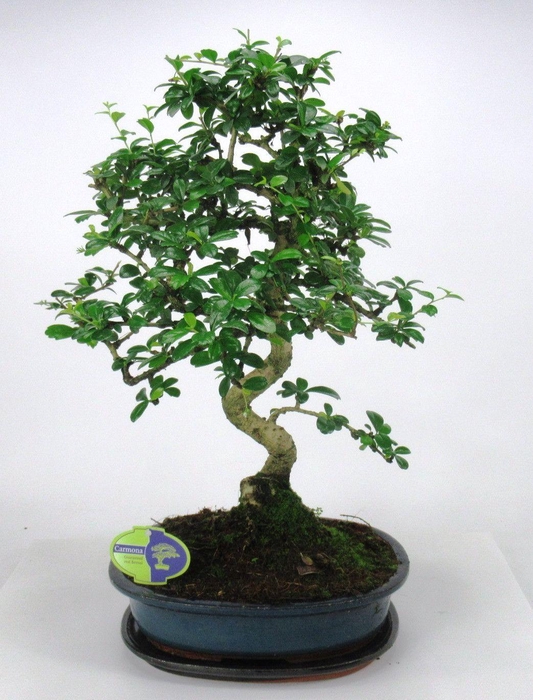 <h4>Carmona macrophylla, 32 cm shape, with drip tray</h4>