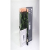 Rosa Preserved Stem 50cm Coralicious Peach