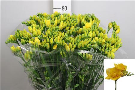 <h4>Fr Du Boulevard</h4>