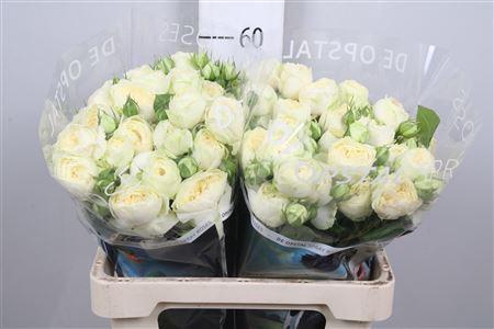 <h4>R Tr Ayala!</h4>