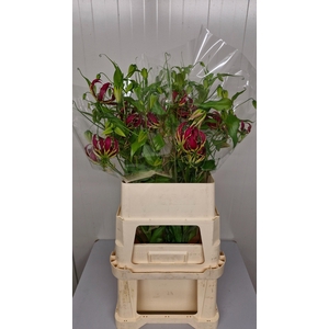GLORIOSA ROTHSCHILD