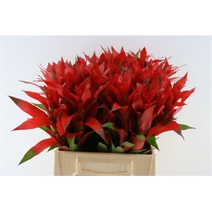 Bromelia Fiesta