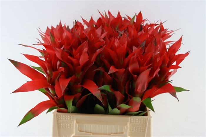 <h4>Bromelia Fiesta</h4>