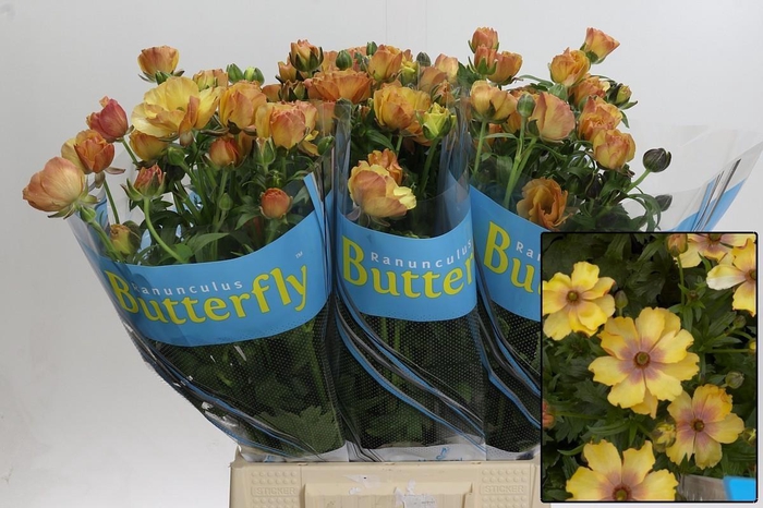 <h4>RANUNCULUS OV</h4>