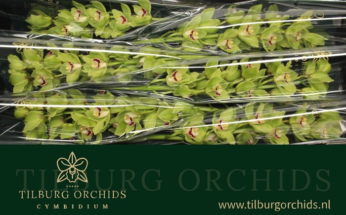 <h4>CYMB T ALI ANDERSON</h4>