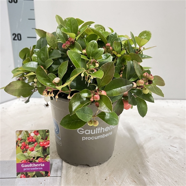 Gaultheria procumbens