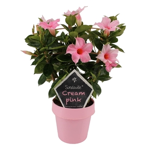 Mandevilla Sundaville Cream Pink op rek (Dipladenia)