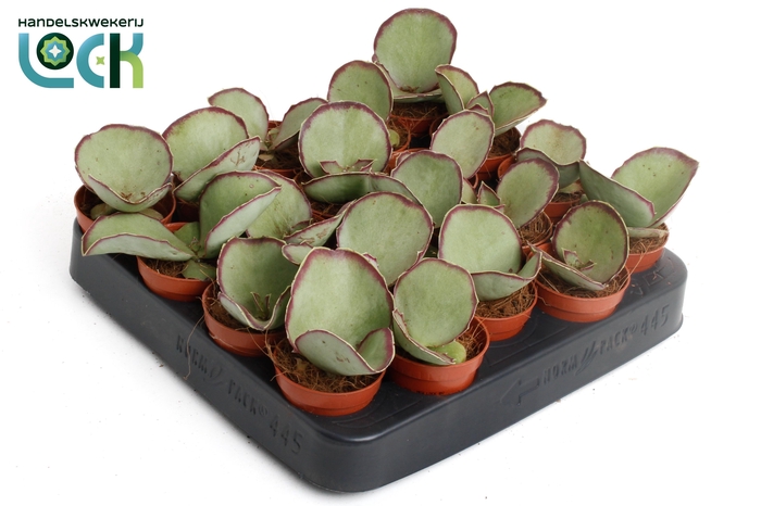 <h4>SUCC OV</h4>