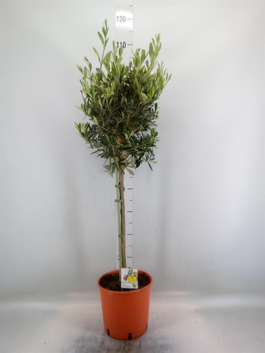 <h4>Olea europaea</h4>