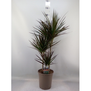 Dracaena marg. 'Magenta'