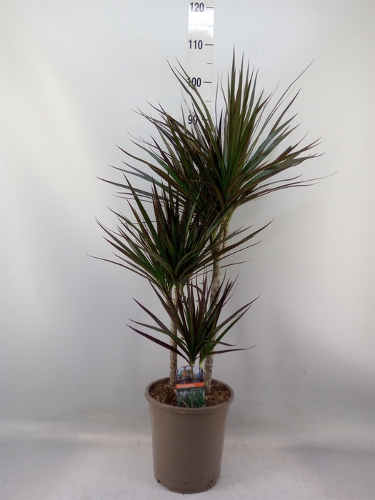 <h4>Dracaena marg. 'Magenta'</h4>