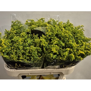 SOLI GOLDEN GLORY 40 GR.