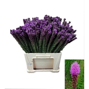 LIATRIS CALLILEPIS