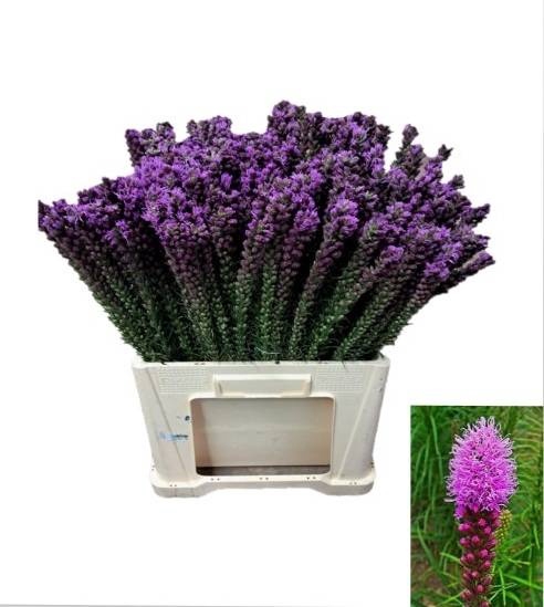 <h4>LIATRIS CALLILEPIS</h4>