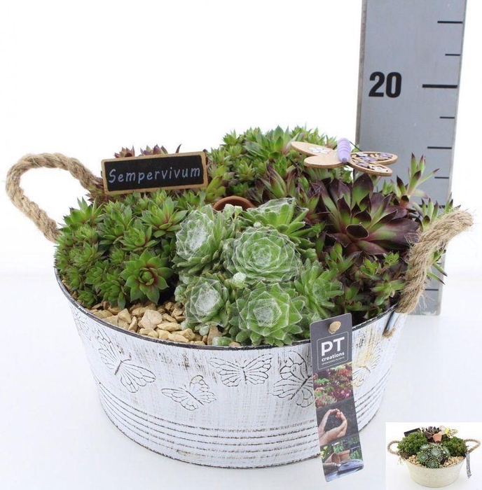<h4>ARR SEMPERVIVUM</h4>