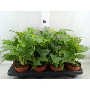 Rhaphidophora tetrasperma