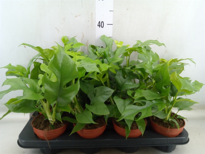 <h4>Rhaphidophora tetrasperma</h4>