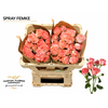 Rosa Spray Femke
