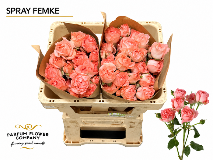 Rosa Spray Femke