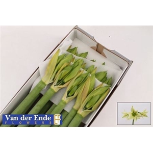 Hipp Di Green Valley