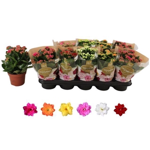 KALAN CALAN MIX ROSALINA P12